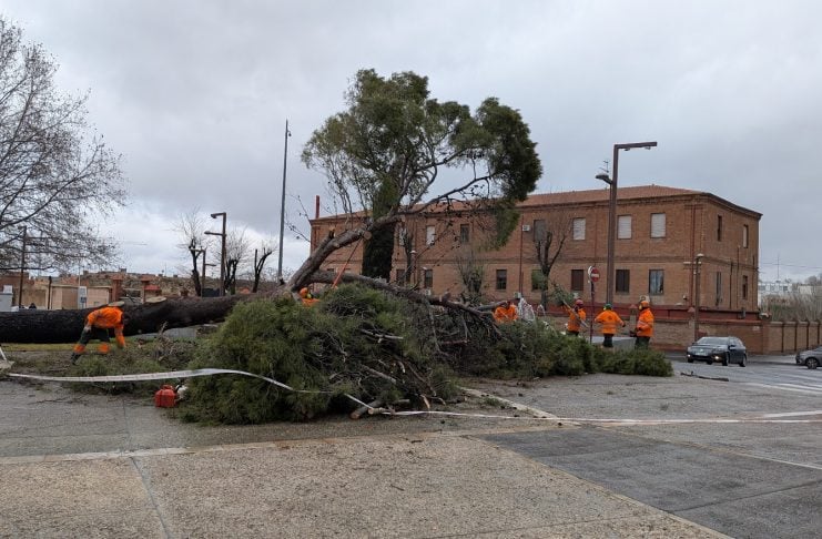 Cae uno de los árboles más grandes de Guadalajara El árbol caído en la Plaza de España era uno de los de mayor porte de toda la ciudad de Guadalajara. (Foto: La Crónic@)