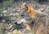 Los ecologistas quieren que haya más lobos y amenazan con ir a los tribunales para conseguirlo Ejemplar de lobo en cautividad. (Foto: Fondo para la Protección del Lobo Ibérico)