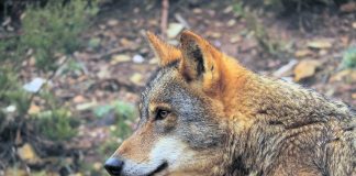 Ejemplar de lobo en cautividad. (Foto: Fondo para la Protección del Lobo Ibérico)