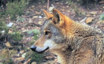 Los ecologistas quieren que haya más lobos y amenazan con ir a los tribunales para conseguirlo Ejemplar de lobo en cautividad. (Foto: Fondo para la Protección del Lobo Ibérico)