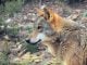 Ejemplar de lobo en cautividad. (Foto: Fondo para la Protección del Lobo Ibérico)