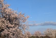 Una institución de Guadalajara ha repartido casi 7.000 árboles, de pueblo en pueblo Árbol florecido en un pueblo de Guadalajara en marzo de 2026. (Foto: La Crónic@)