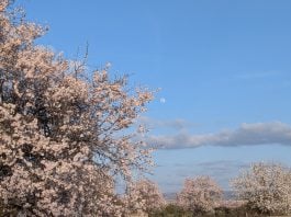 Árbol florecido en un pueblo de Guadalajara en marzo de 2026. (Foto: La Crónic@)