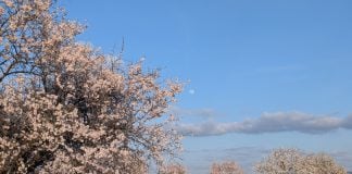 Árbol florecido en un pueblo de Guadalajara en marzo de 2026. (Foto: La Crónic@)