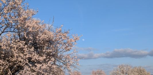 Árbol florecido en un pueblo de Guadalajara en marzo de 2026. (Foto: La Crónic@)