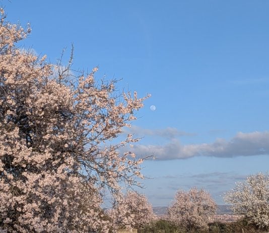 Una institución de Guadalajara ha repartido casi 7.000 árboles, de pueblo en pueblo Árbol florecido en un pueblo de Guadalajara en marzo de 2026. (Foto: La Crónic@)