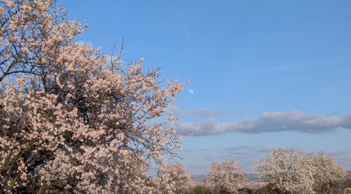 Árbol florecido en un pueblo de Guadalajara en marzo de 2026. (Foto: La Crónic@)