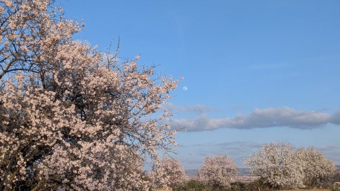 Árbol florecido en un pueblo de Guadalajara en marzo de 2026. (Foto: La Crónic@)