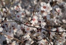 La primavera ha comenzado con lluvia Árbol florecido en marzo de 2026., antes de la llegada oficial de la primavera. (Foto: La Crónic@)