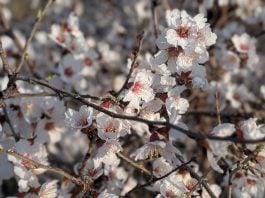 Árbol florecido en marzo de 2026., antes de la llegada oficial de la primavera. (Foto: La Crónic@)