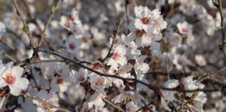 Árbol florecido en marzo de 2026., antes de la llegada oficial de la primavera. (Foto: La Crónic@)