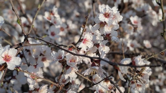 Árbol florecido en marzo de 2026., antes de la llegada oficial de la primavera. (Foto: La Crónic@)