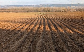 Los conejos arrasan los cultivos Campo arado cerca de Guadalajara, en marzo de 2026. (Foto: La Crónic@)