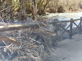 Maleza en el río Henares