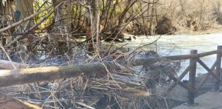 Maleza en el río Henares