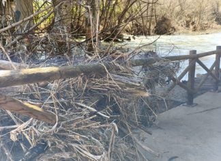 Maleza en el río Henares