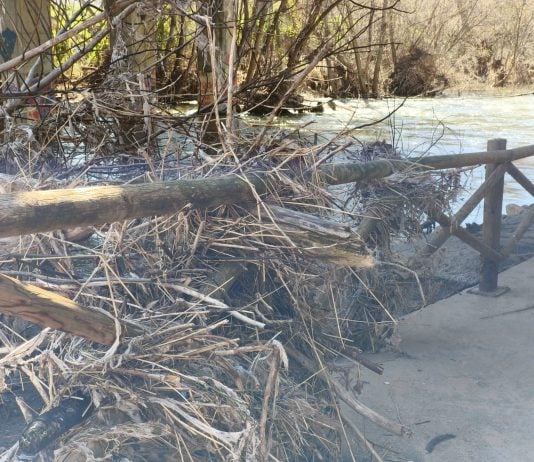 Maleza en el río Henares