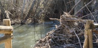 Estado del cauce del río Henares en marzo de 2026. (Foto: PSOE)