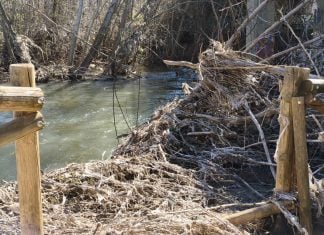 Estado del cauce del río Henares en marzo de 2026. (Foto: PSOE)