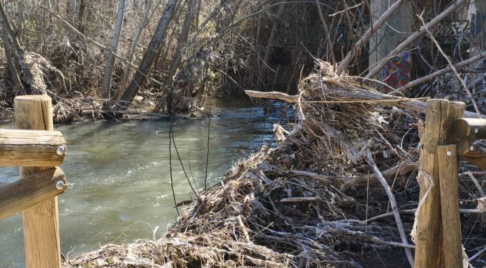 Este sábado te invitan a limpiar el Henares Estado del cauce del río Henares en marzo de 2026. (Foto: PSOE)