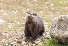 Nutria del zoo de Guadalajara.