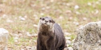 Nutria del zoo de Guadalajara.