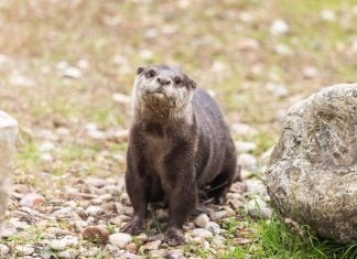 Esta nutria te espera en el zoo de Guadalajara Nutria del zoo de Guadalajara.