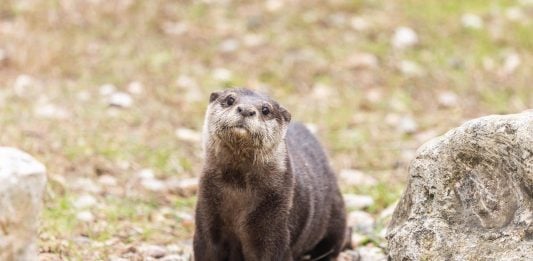 Nutria del zoo de Guadalajara.