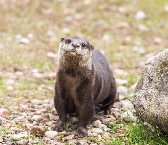 Nutria del zoo de Guadalajara.