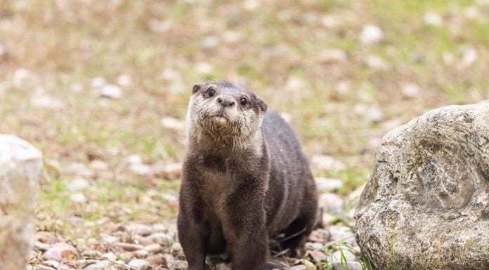 Esta nutria te espera en el zoo de Guadalajara Nutria del zoo de Guadalajara.