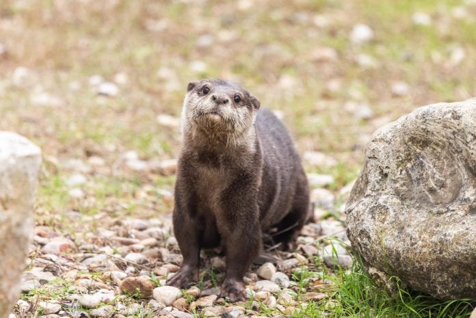 Nutria del zoo de Guadalajara.