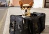 Viajar con perro en avión