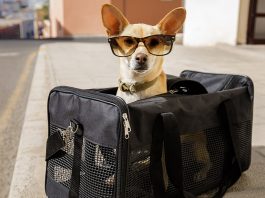 Viajar con perro en avión