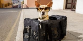 Viajar con perro en avión
