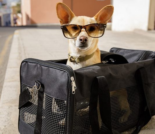 Viajar con perro en avión