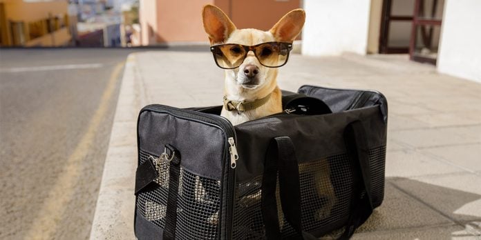 Viajar con perro en avión