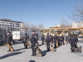 Curso de guias caninos