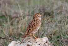 Ejemplar de alondra ricotí.