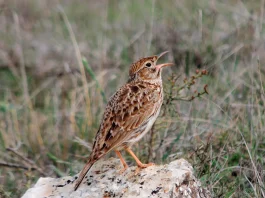 Ejemplar de alondra ricotí.