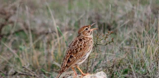 Ejemplar de alondra ricotí.