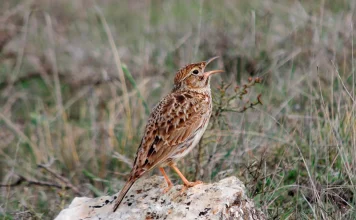 Ejemplar de alondra ricotí.