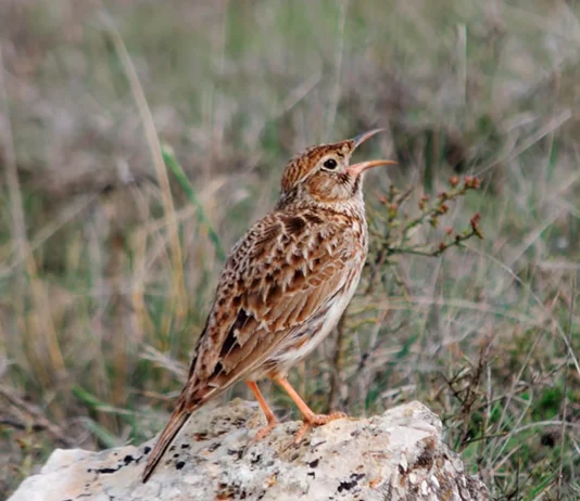 Ejemplar de alondra ricotí.