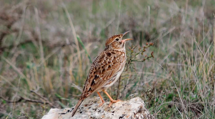 Guadalajara puede salvar a una especie de ave en peligro de extinción Ejemplar de alondra ricotí.