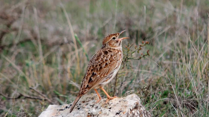 Ejemplar de alondra ricotí.