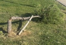 Uno de los 35 pinos que han aparecido talados en Azuqueca.