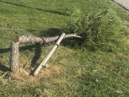 Uno de los 35 pinos que han aparecido talados en Azuqueca.