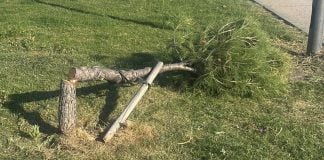 Uno de los 35 pinos que han aparecido talados en Azuqueca.