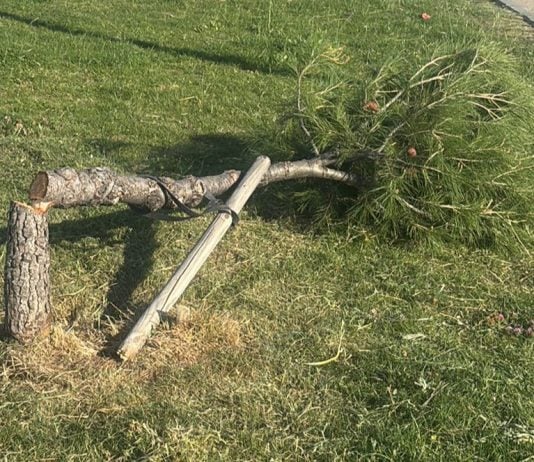Uno de los 35 pinos que han aparecido talados en Azuqueca.