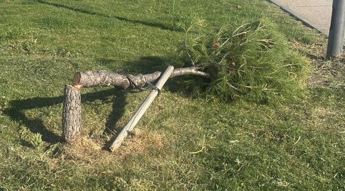 Uno de los 35 pinos que han aparecido talados en Azuqueca.