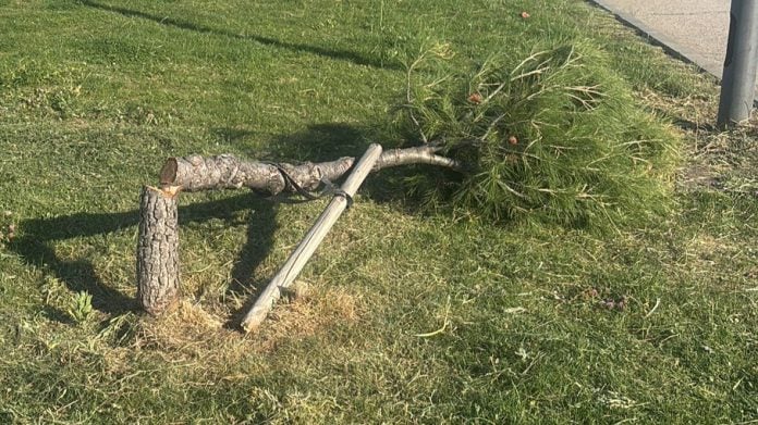 Uno de los 35 pinos que han aparecido talados en Azuqueca.